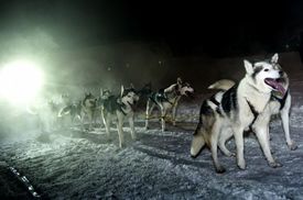 Závod psího spřežení začal noční etapou dlouhou 55 kilometrů.