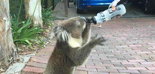 Žíznivý koala vypil cyklistovi celou láhev vody.