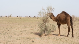Velbloud žijící volně v přírodě na íránské poušti.