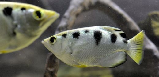 Zoo Brno získala takzvané střílející ryby.