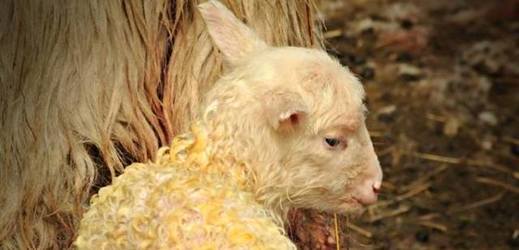 První letošní mládě ovce valašské.