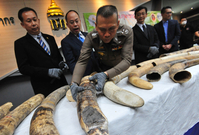 Celní a policejní důstojníci vystavují zabavené sloní kly, celkem 34 kusů pašované slonoviny vážící asi 148 kilogramů.