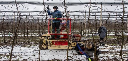 Ovocnáři Zemědělského družstva Dolany na Náchodsku prováděli 29. ledna 2018 zimní řez ovocných stromů. Družstvo patří k největším ovocnářským podnikům v ČR.
