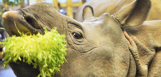 Nosorožec Růženka v plzeňské zoo slaví první narozeniny.