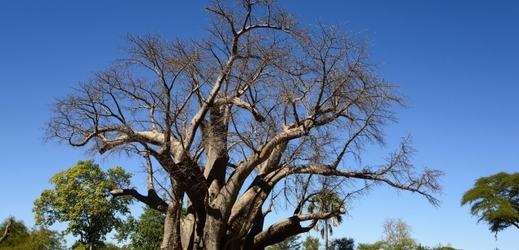 Do džusů podnikatelka používá i plody baobabů.