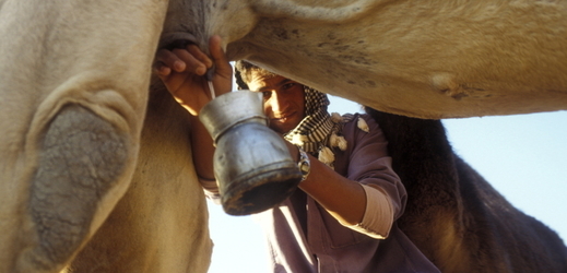 Velbloudí mléko bylo po staletí součástí jídelníčku beduínů a konzumuje se dodnes. 