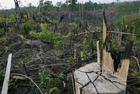 Na ničení lesů v Indonésii kvůli produkci palmového oleje upozornil originálním nápadem umělec Ernest Zacharevič (ilustrační foto).