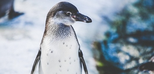 Mrazy odrazují od pobytu venku i tučňáky (ilustrační foto).