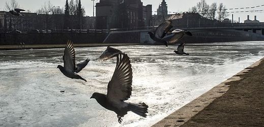 Řeka Labe (na snímku z 27. února) v centru Hradce Králové kvůli mrazivým teplotám, které v posledních dnech ve městě a v kraji panují, zamrzla.