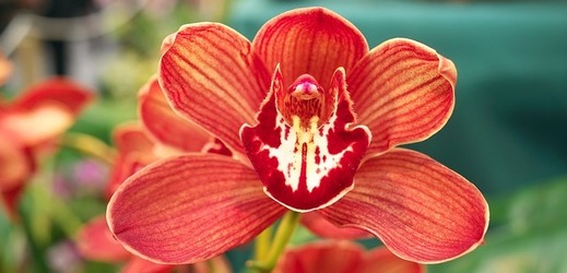 Pražská botanická zahrada má ve svých sbírkách asi 2200 druhů orchidejí.