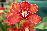 Pražská botanická zahrada má ve svých sbírkách asi 2200 druhů orchidejí.
