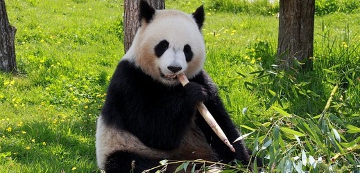 Ve volné přírodě žije v Číně přes 1800 pand velkých.