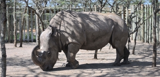 Poslední samec nosorožce severního bílého Sudán.