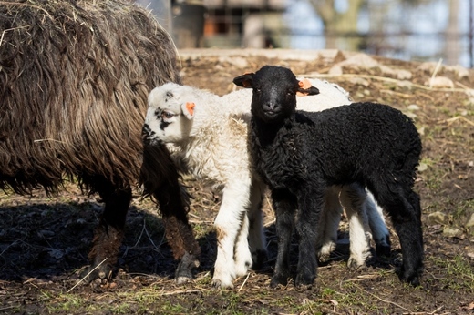 Barevná dvojčata - černobílá ovečka a černý beránek.