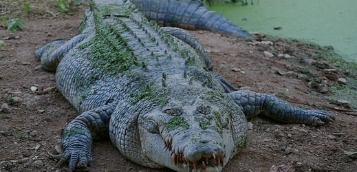 Krokodýli a hadi se v australském Queenslandu mohou objevit na nečekaných místech.