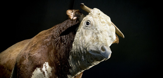 Dominantou výstavy je býk César, nejlepší plemeník z první české inseminační stanice.