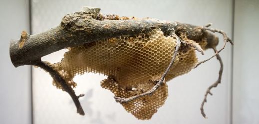 Výstava Včely ze všech ú(h)lů, na snímku jsou plástve na větvi.