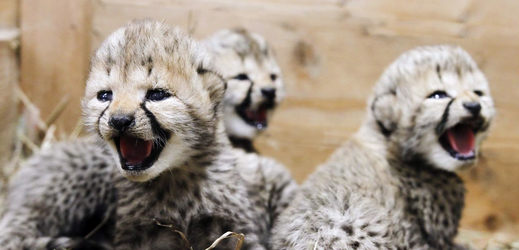 Letos narozená gepardí čtyřčata ze Zoo Dvůr Králové.