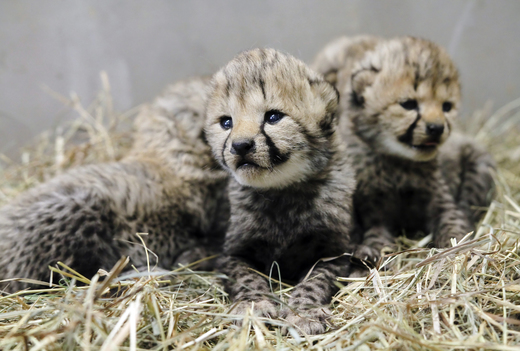 Otcem gepardích mláďat je samec z Francie.