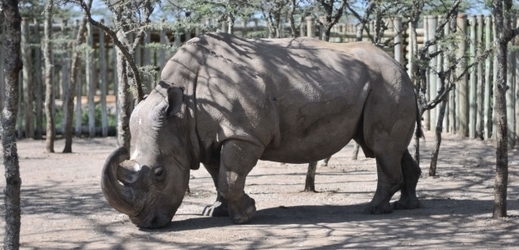 V Keni uhynul poslední samec nosorožce severního bílého.