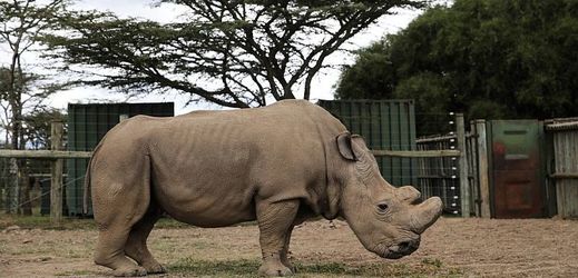 Sudán, poslední nosorožec severní bílý, uhynul v pondělí.