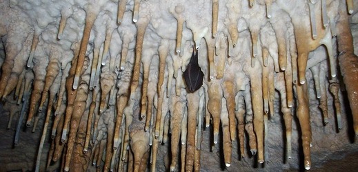 V Javoříčských jeskyních budou o víkendu probouzet netopýry (ilustrační foto).