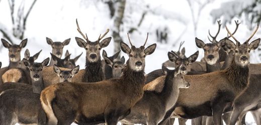 Šumavský park zakáže na části svého území lov jelenů (ilustrační foto).