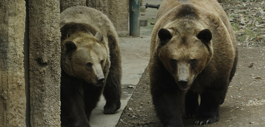 Medvědi v plzeňské zoo prospali své narozeniny, nejstaršímu bylo 37 let.
