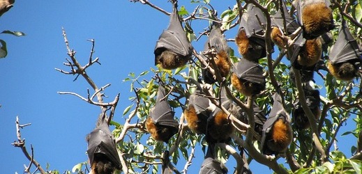 V pražské Stromovce bude vypuštěno 199 netopýrů (ilustrační foto).