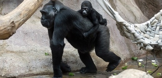 Gorilí samice Kijivu (na snímku z roku 2013 je se svým potomkem Nuruem).