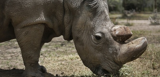 Sudán, severní tuponosý nosorožec.