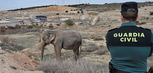 Tři slon se volně procházeli v okolí dálnice a na pár hodin omezili dopravu.