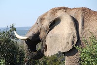 Přísným zákazem chce Británie přispět k ochraně slonů.