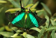 Ve skleníku fata Morgana bude k vidění až 80 druhů tropických motýlů.
