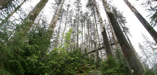 Lesům ČR patří téměř polovina lesů v zemi (ilustrační foto).