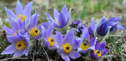 Koniklece na Kamenném vrchu v Brně, jedna z přírodních atrakcí jarního Brna, jsou v plném květu (na snímku z 30. března 2018).