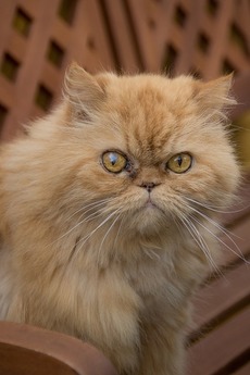 Dýchací potíže mohou nastat i u některých plemen koček, například perské.