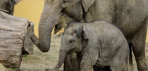 Den pro slony v ostravské zoo.