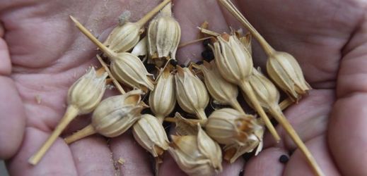 Na snímku semena koukolu polního (Agrostemma githago) ze semínkovny.