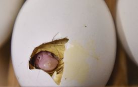 Zobáček housete klubajícího se z vajíčka v umělé líhni.