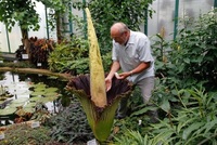 V liberecké botanické zahradě rozkvetl 8. července po třech letech zmijovec titánský, květenství má na výšku přes 1,6 metru. Na snímku ho opyluje ředitel botanické zahrady Miroslav Studnička.