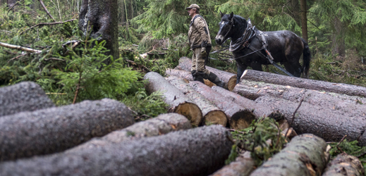 Vichřice Herwart poničila na území KRNAP až 27 tisíc metrů krychlových dřeva.