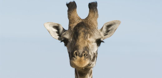 Žirafa (ilustrační snímek).