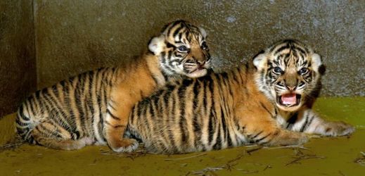Tygří mláďata se narodila 28. března.