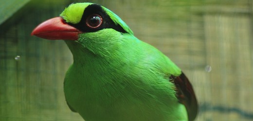  Na snímku je jeden z ohrožených druhů ptactva, kraska krátkoocasá jávská.