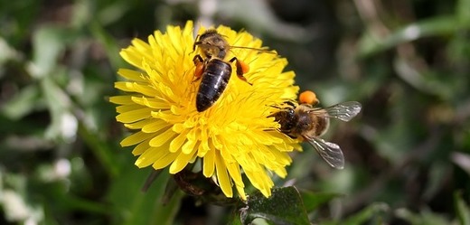 Včely (ilustrační foto).
