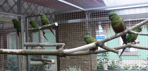 Návštěvníci papouščí zoo v Bošovicích se nově mohou těšit na vzácné jihoamerické papoušky kogny smaragdové jižní (na snímku).