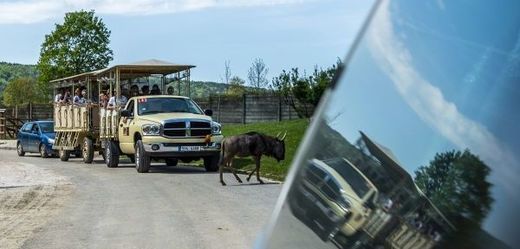 V areálech safari návštěvníci mají možnost projíždět vlastním autem mezi volně žijícími zvířaty.