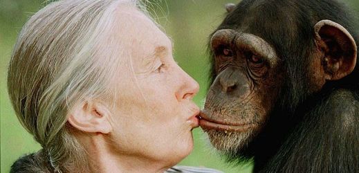 Jane Goodallová, odbornice na chování šimpanzů.