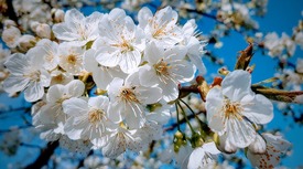 První máj je spojen s tradicí polibku pod rozkvetlou třešní.
